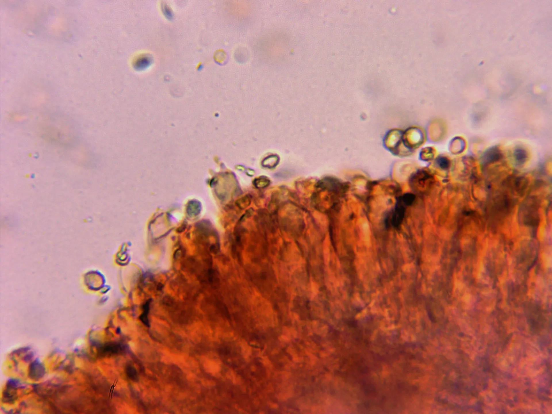 Microscopía de Paralepista flaccida - 10 - Himenio